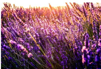 SheaLux Specialty Beard Oils - Serene Mint Fusion (m) (Cedarwood/Tea Tree/Peppermint/Lavender)