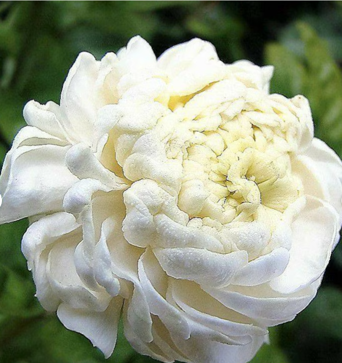 Jasmine Whisper Body Butter - Enchanting Floral Essence (w)